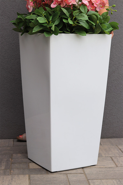 Pinke Mediolan, gumowy storczyk podłogowy w donicy