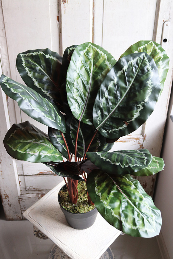 Kalatea, sztuczna roślina doniczkowa, wys.73cm 