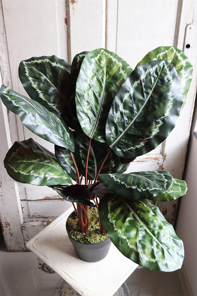 Kalatea, sztuczna roślina doniczkowa, wys.73cm 