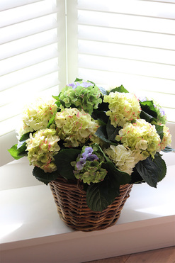 bogaty kosz hortensji, Eveline Blue Provance, wym.46x46cm 