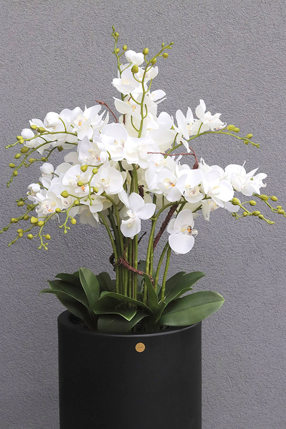 Clepsidre Black, storczyk podłogowy w pucharze