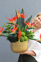 Strelicja Goldite, kompozycja ze strelicją w złotej donicy