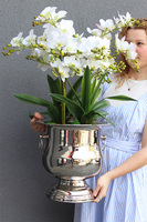 Eveline Elegance Albina, gumowy storczyk w pucharze