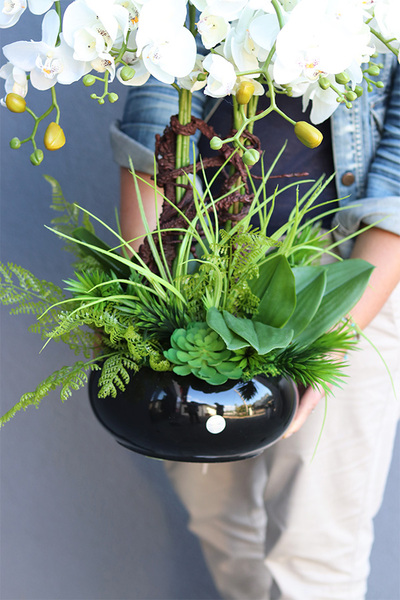 Black Piano, storczyk w czarnej donicy z paprocią