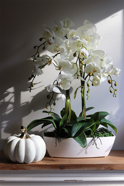 Cremisana Leas, sztuczny storczyk w białej donicy