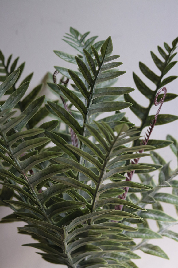 Paproć Greeno, roślina doniczkowa w osłonce