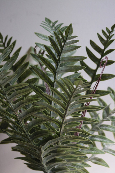 Paproć Greeno, roślina doniczkowa w osłonce