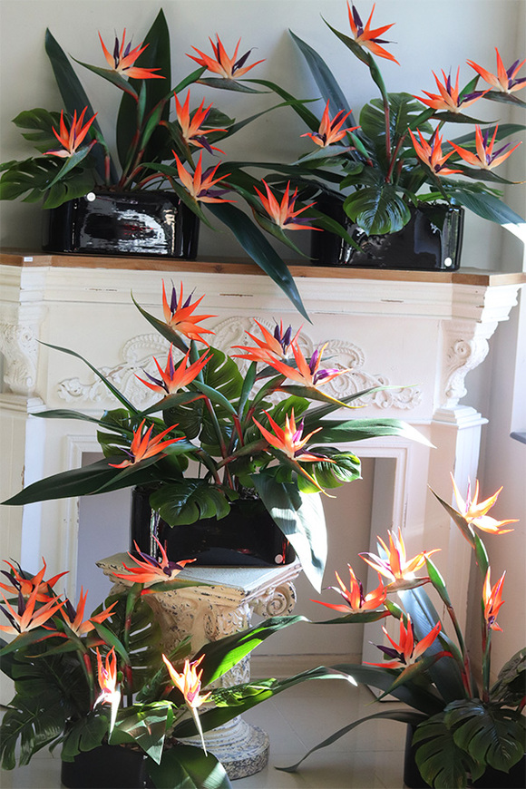 Strelicja Królewska Modern, kompozycja w czarnej donicy