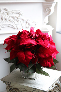 Gwiazda Betlejemska Silverina, wysokiej jakości sztuczna roślina, wys.37cm