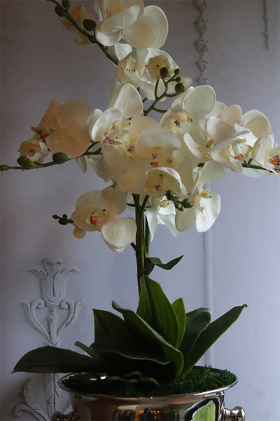 Calea Cooler 2, kremowy storczyk w naczyniu