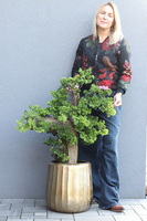 Bonsai Hand Made Gold, sztuczna roślina w złotej doniczce, wys.110cm