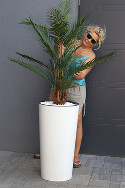 Palma Mediolan, wysokiej jakości sztuczna palma w wysokiej donicy, wys. 165cm