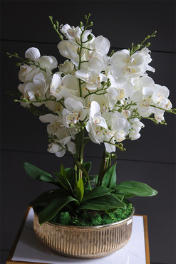 elegancki storczyk w złotej misie, Verusta 2, wys.69cm