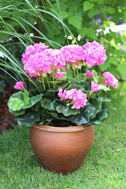 Różowe, sztuczne pelargonie w donicy, wys.43cm