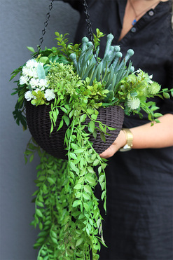 Lonera Grenoble, kompozycja zielona w wiszącej donicy, wys.99cm