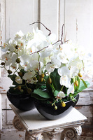 Blackino, storczyk w czarnej donicy, wys.50cm 