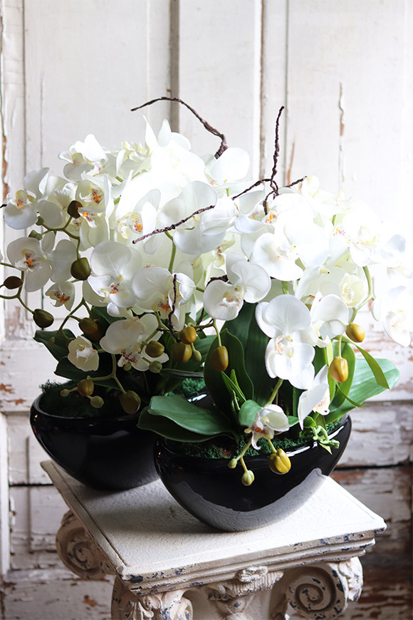 Blackino, storczyk w czarnej donicy, wys.50cm 