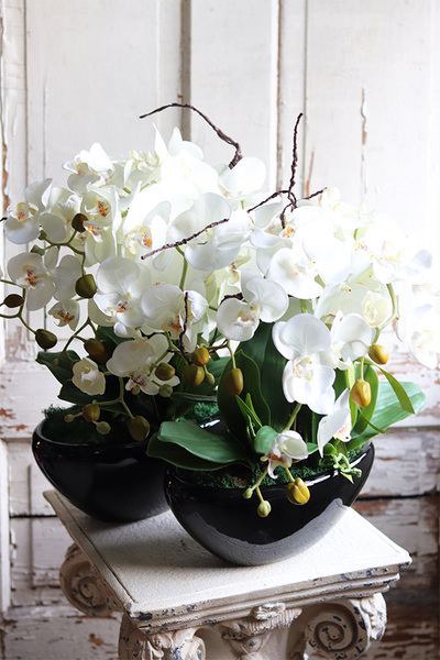 Blackino, storczyk w czarnej donicy, wys.50cm 