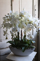 efektowny storczyk Laos White & Silver 2, wys.70cm