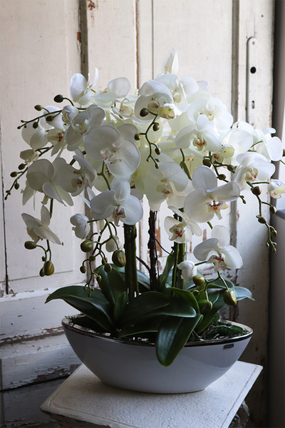 efektowny storczyk Laos White & Silver 2, wys.70cm