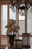 Eveline Grey, gumowy storczyk w donicy