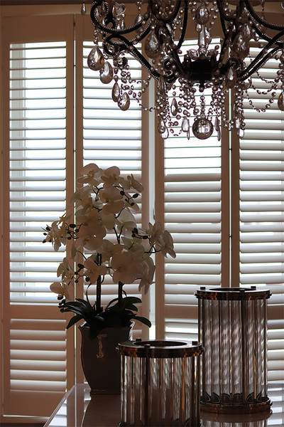 Eveline Grey, gumowy storczyk w donicy