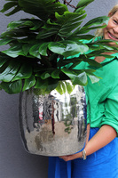 Monstera Silver Deluxe, drzewko sztuczne w donicy