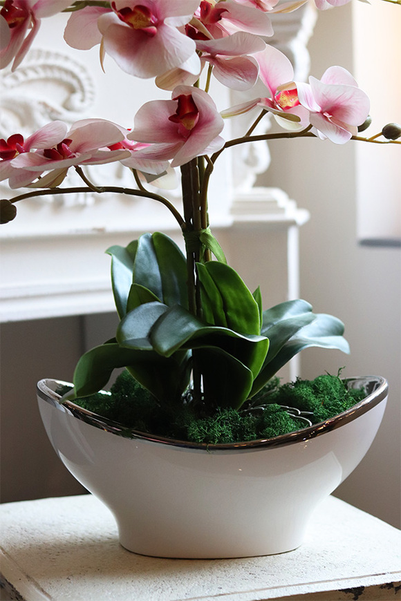 Lindasa, różowy gumowy storczyk