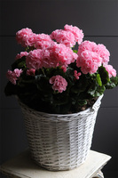 Pink Basket, sztuczne pelargonie w koszu
