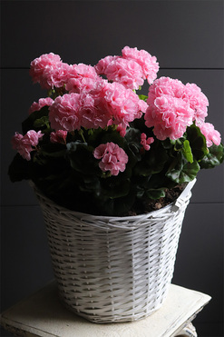 Pink Cottage, sztuczne pelargonie w koszu, wys.55cm 