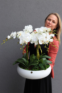 Cecile White Big, efektowny storczyk w szklanej misie, wys.62cm