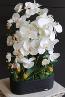 Black Resta, nowoczesny storczyk w czarnej osłonce