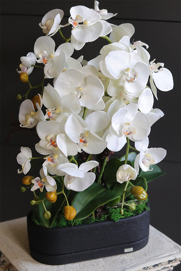 Black Resta, nowoczesny storczyk w czarnej osłonce