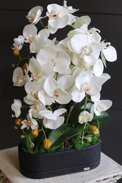 Black Resta, nowoczesny storczyk w czarnej osłonce