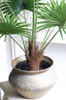 Palma Livistona Eduardo, sztuczna roślina w doniczce