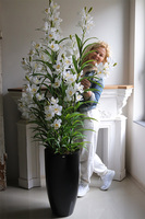 Ambasador Grande Fiberglass, efektowny storczyk w czarnej donicy