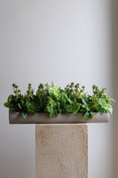 Hektor Modenato 2, kompozycja sukulenty w długiej donicy