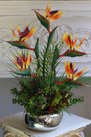 Strelicja Silver Pompadour, kompozycja w srebrnej donicy