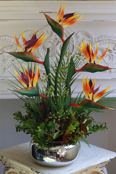 Strelicja Silver Pompadour, kompozycja w srebrnej donicy