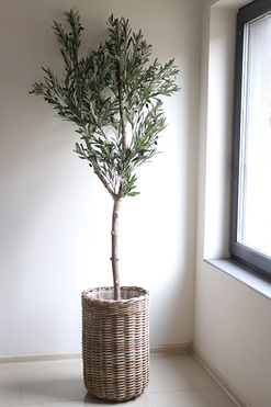 Oliwka Bahama, sztuczne drzewko w koszu, wym.210cm