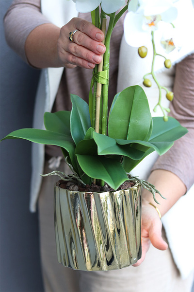 Gold Gregona, storczyk w złotym naczyniu