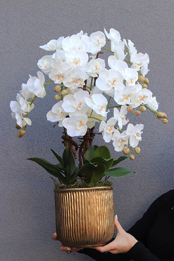 Antique Modern, elegancki storczyk w złotej osłonce, wys.58cm