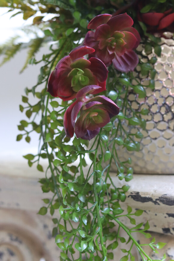 Bizett, sukulenty w ozdobnej donicy