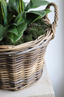 Rattania Cottage, sztuczny storczyk w wiklinowym koszu