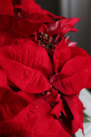 Gwiazda Betlejemska Silverina, wysokiej jakości sztuczna roślina