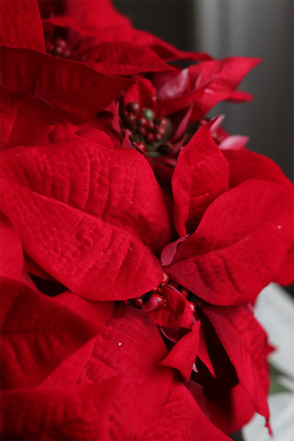 Gwiazda Betlejemska Silverina, wysokiej jakości sztuczna roślina