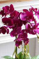 Laos Fuksja Tallia, sztuczny storczyk w lustrzanej donicy