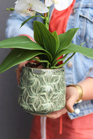 Nedila 3, sztuczny storczyk w zielonej osłonce