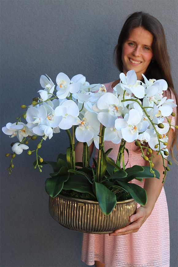 elegancki storczyk w złotej misie, Verusta, wys.51cm 