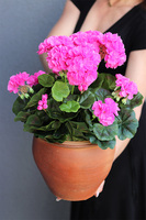 Różowe, sztuczne pelargonie w donicy, wys.43cm